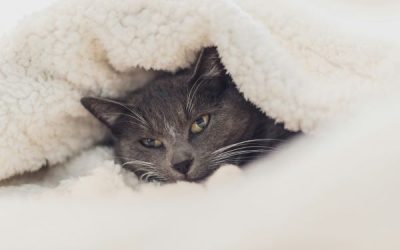The Importance of Feeling Safe in Therapy